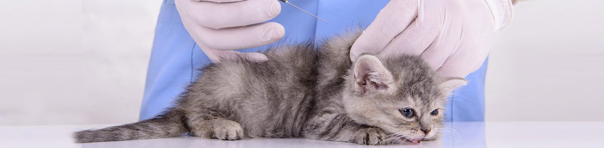 gato-bebe-veterinario