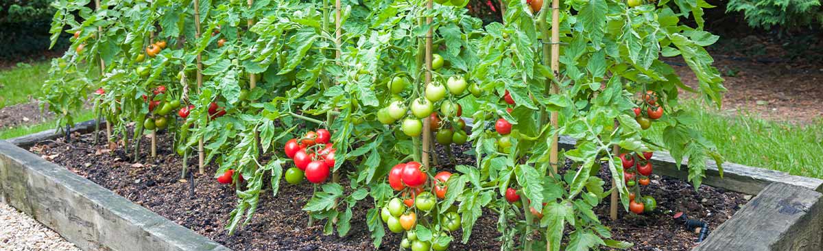 tomate-diferentes-tipos-como-plantar-e-cuidados-a-ter-agriloja